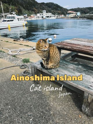 Ainoshima island 🐈🏝️Cat island Fukuoka