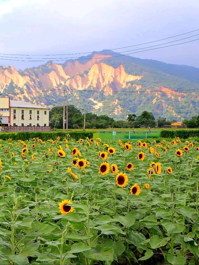 The bloomfields of Zhongshe Flower Market The bloomfields of Zhongshe Flower Market