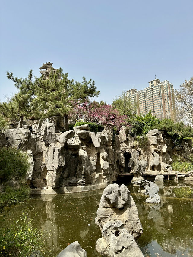 🌸 Mountain Stone & Blooming Beauty — Hidden Charms of Renmin Park, Zhengzhou 🌸 Mountain Stone & Blooming Beauty — Hidden Charms of Renmin Park, Zhengzhou