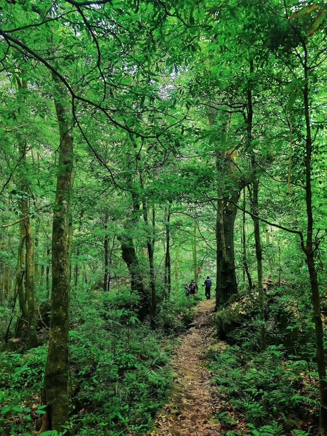 雲霧仙境—定山 雲霧仙境—定山