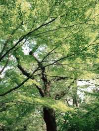 💧🏞️水と音がつなぐ非日常──品川・御殿山庭園の滝散歩