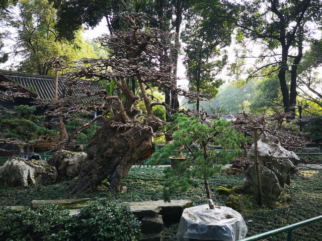 🌳 People’s Park Chengdu: A Historic Heartbeat of Sichuan