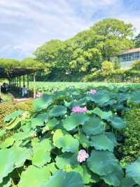 【小田原】いつ訪れても素敵な、季節ごとに表情豊かな景色を楽しむことができる城