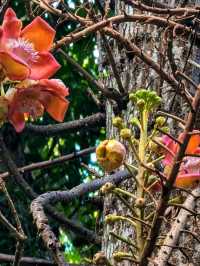 🌴 Sir Seewoosagur Ramgoolam Botanical Garden – Mauritius’ Green Jewel 🌴