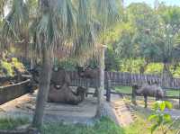 台北親子游必看動物園攻略✨台中市動物園
