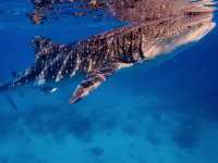 Swimming with Whale Sharks in Oslob, Cebu 🐋❤️
