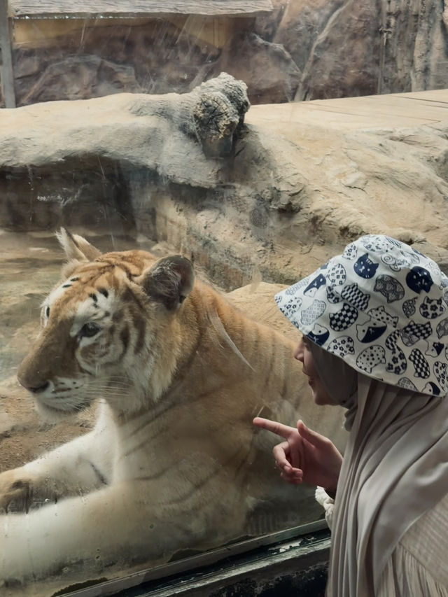 แวะมาดูสัตว์น่ารักได้ที่ไนท์ซาฟารี พบกับน้องเอวา 🐯