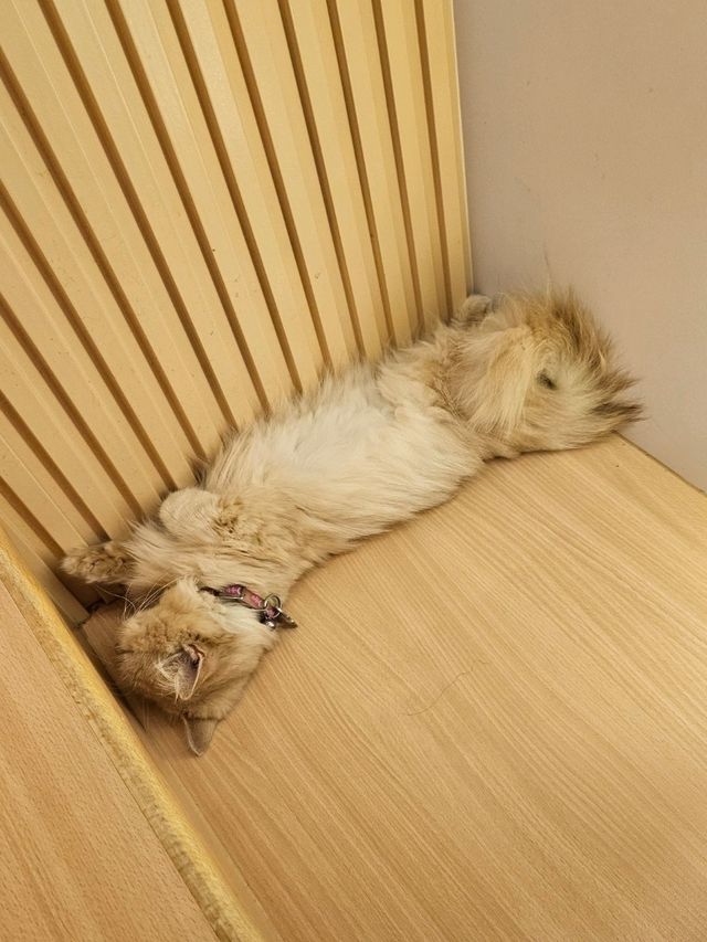 貓奴最愛打卡位推介😻