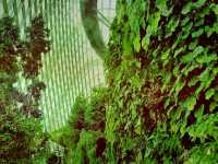Cloud Forest──夢幻雲霧中的綠色奇境