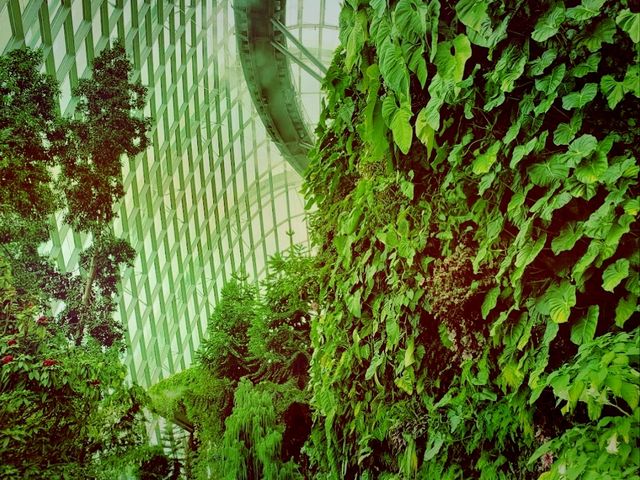 Cloud Forest──夢幻雲霧中的綠色奇境