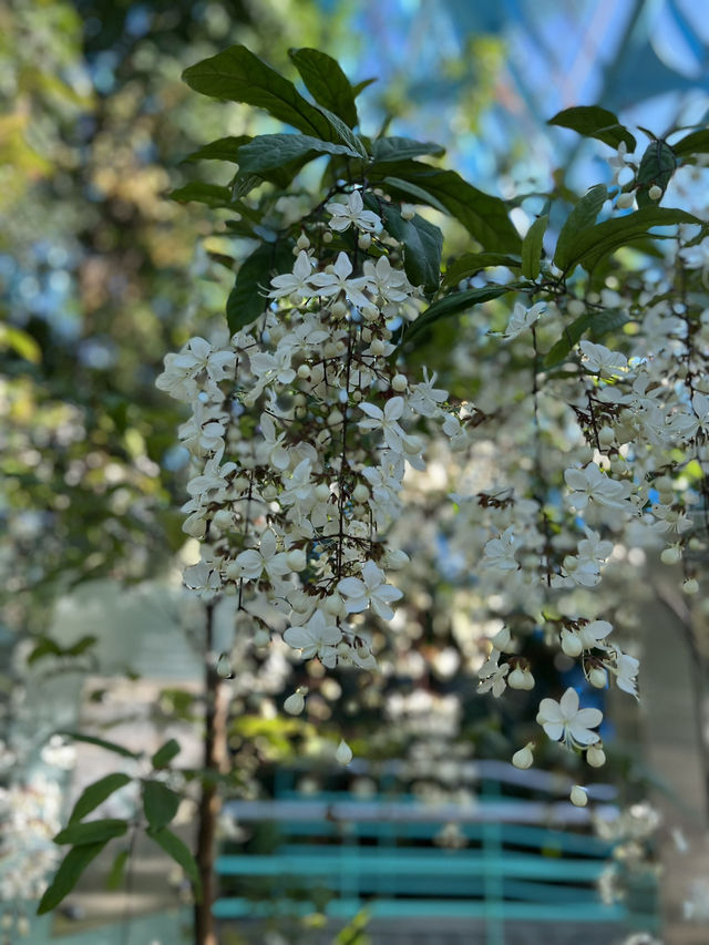 科博館植物園花影下的悠閒時光  
