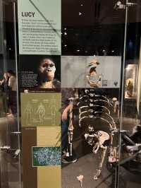 ［紐約旅行］紐約自然歷史科學博物館American Museum of Natural History🦴晚上會活起來的博物館