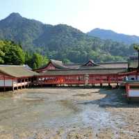 海中島居+海上神社+神之使者一在嚴島神社散策