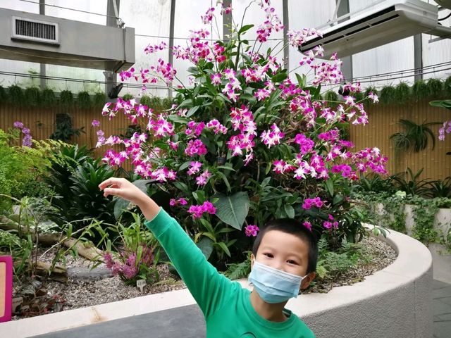 香港城市綠洲賞花之旅🌸香港動植物公園