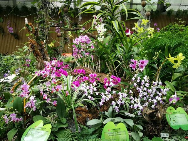 香港城市綠洲賞花之旅🌸香港動植物公園