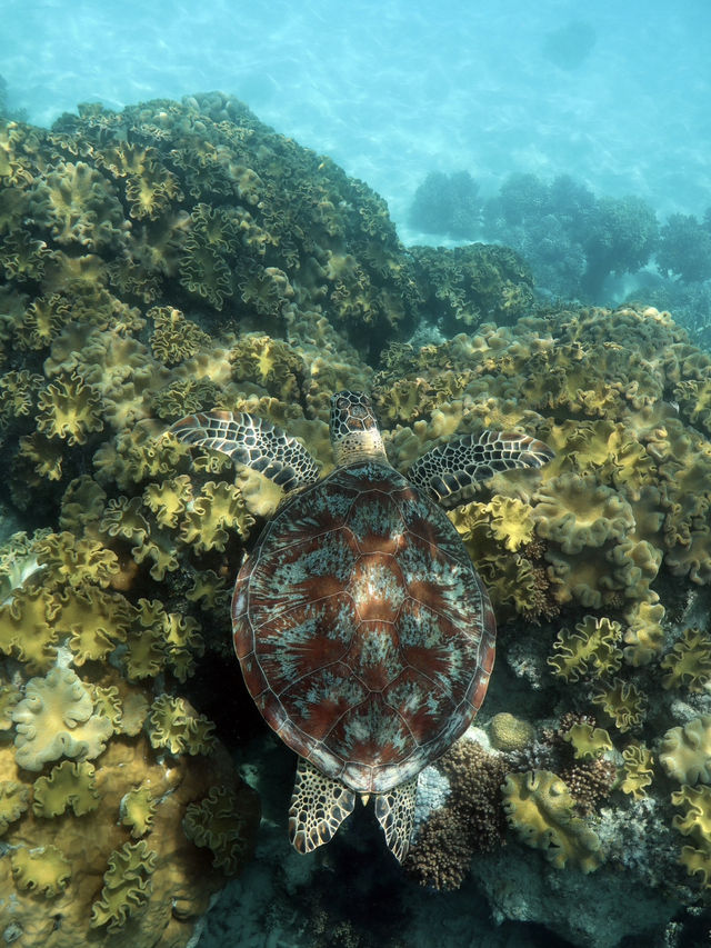 Green Island(グリーン島)