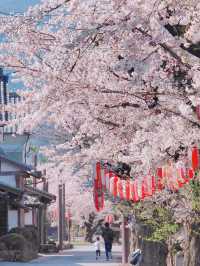 Mesmerized by the Blooming Cherry Blossoms in Kanra Town, Gunma 😍