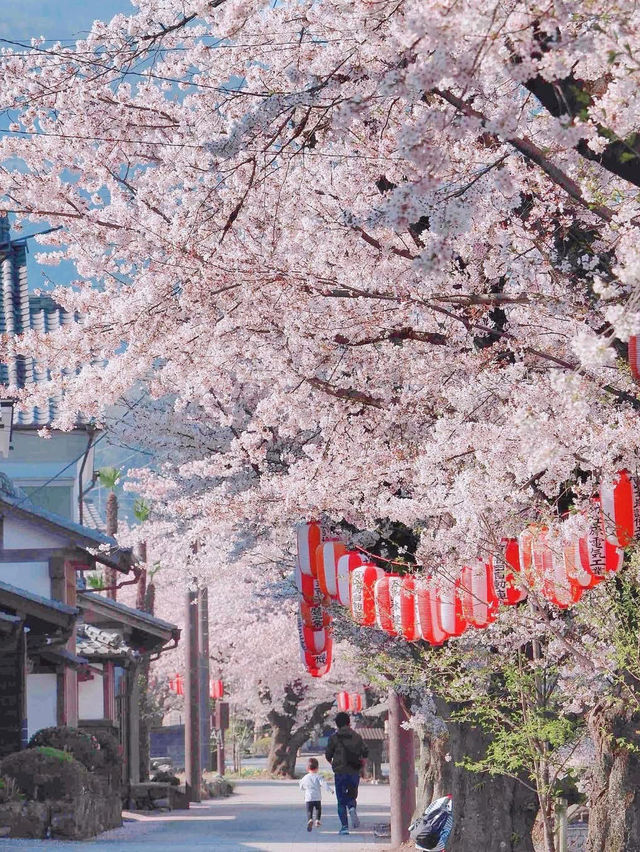  Mesmerized by the Blooming Cherry Blossoms in Kanra Town, Gunma 😍