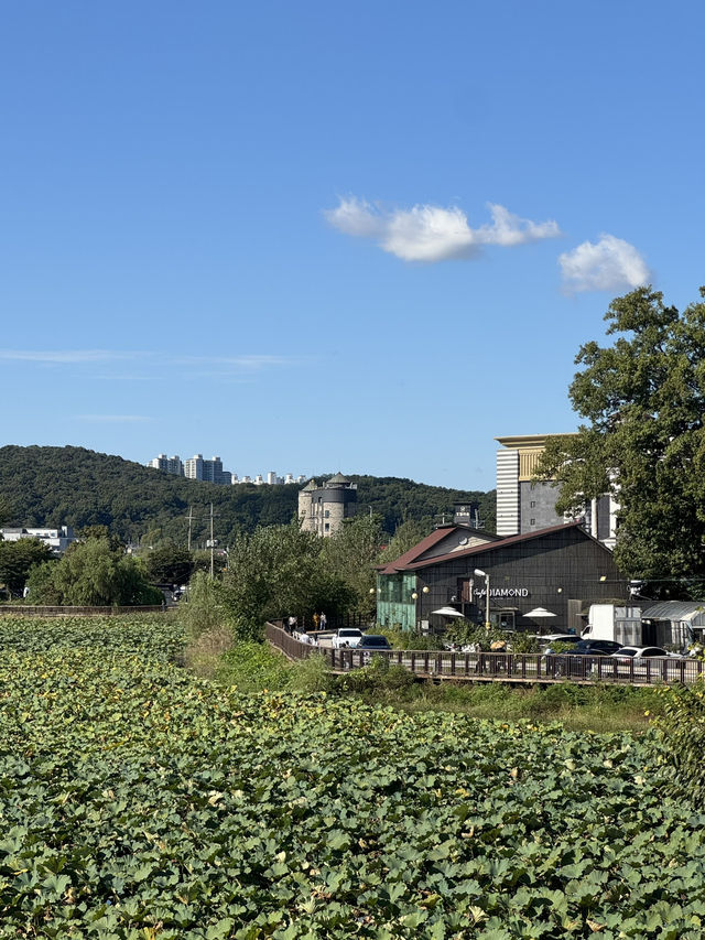 🌿 도심 속 여유로운 호수길, 화성 보통저수지 🌤️