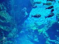 桃園 Xpark 水族館-帶孩子探索水族世界的奇幻魅力