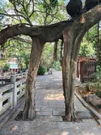 “Echoes of the Past — The Iconic Shangxiahang Canal of Fuzhou”