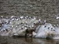 ❄️ Glacier Bay National Park – Alaska’s Living Ice Kingdom