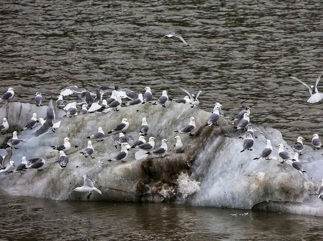 ❄️ Glacier Bay National Park – Alaska’s Living Ice Kingdom