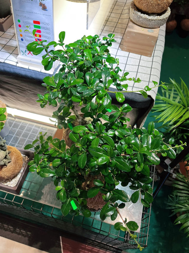 KK Décor Creation –  Haven for Plant Lovers and Greenery Enthusiasts