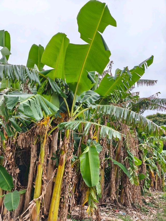 流動畫册下之【南丫島】份外浪漫又具詩意! 流動畫册下之【南丫島】份外浪漫又具詩意!