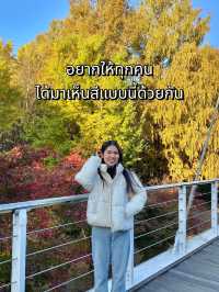 Seoul Forest ในวันที่ใบไม้เปลี่ยนสี