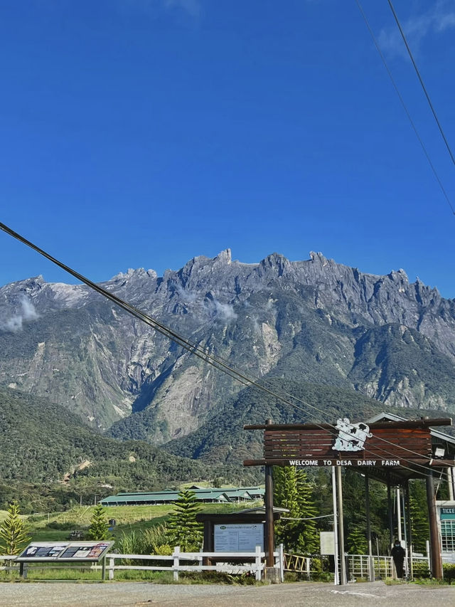 Fresh air, green hills, and happy cows—Kundasang perfection🐄⛰️ Fresh air, green hills, and happy cows—Kundasang perfection🐄⛰️