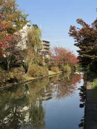 🍁 伏見十石舟:秋日泛舟,穿越時光的水上畫卷 🍂