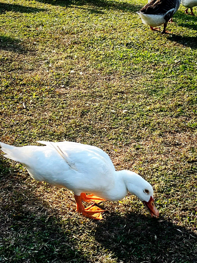 Chimei Park Stroll After Festive Shopping Chimei Park Stroll After Festive Shopping