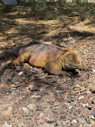 Galápagos Islands – raw nature at its purest 🌊🐢