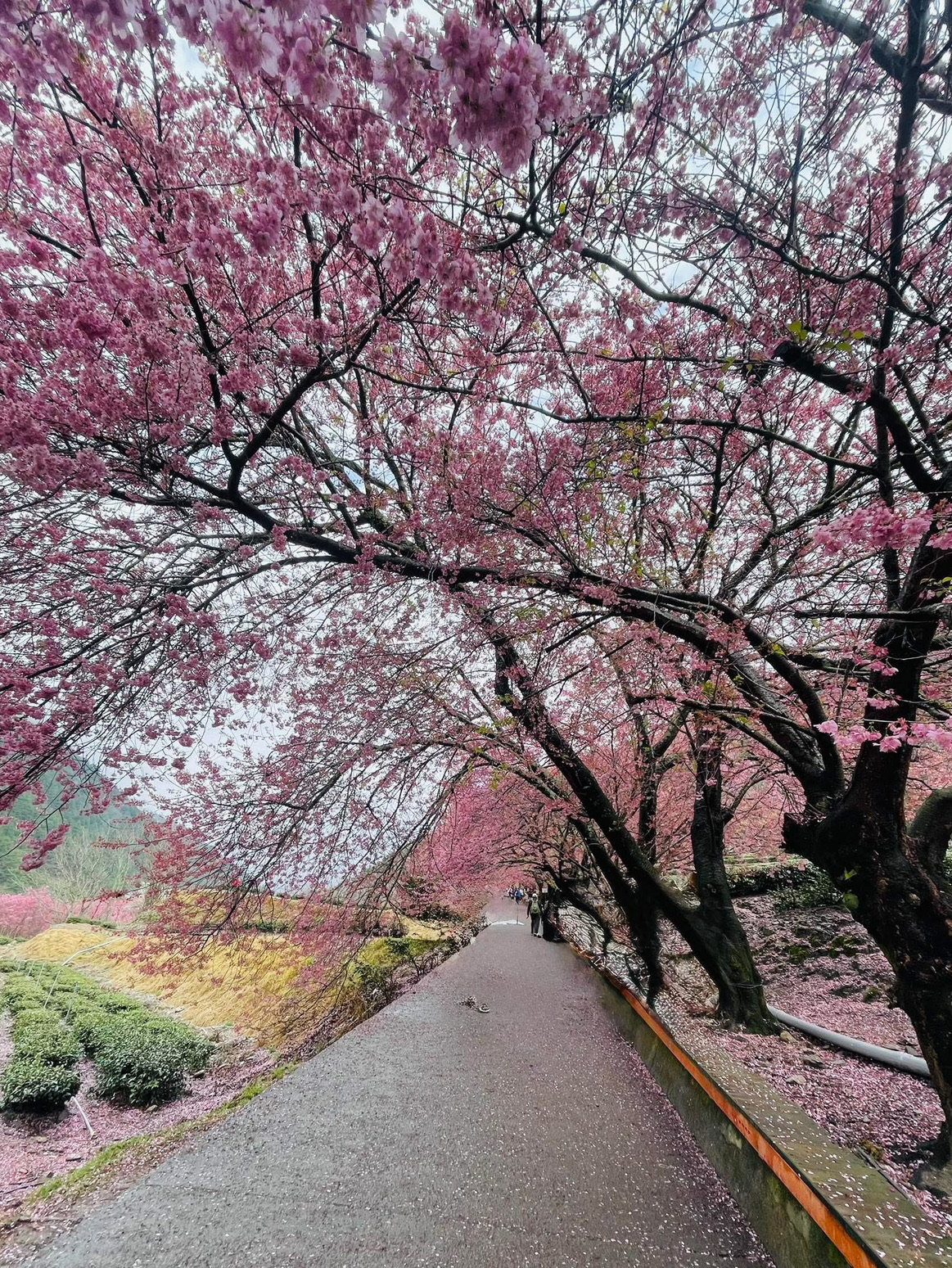 在雪霸國家公園的高山之中,春天來得晚,卻特別動人。

當平地的櫻花逐漸落下,這裡才悄悄進入最美的時刻。
粉色的花朵在山林之間綻放,與冷冽的空氣、層層疊疊的山巒交織出一種只屬於高山的浪漫。

⸻

其中最經典的賞櫻地點,莫過於武陵農場。

沿著道路前行,一整排櫻花盛開,像是走進一條粉色隧道。
陽光穿過花瓣灑落在地面,微風吹過時,花雨緩緩飄落,那一刻真的會讓人不自覺放慢腳步。

這裡的美,不只是顏色。

而是「空氣」。

高山的清新、微冷的氣溫、還有遠離城市的寧靜,讓整個賞櫻過程變得特別純粹。沒有過多的喧鬧,只有花、山與自己。

⸻

如果早一點起床,清晨的雪霸更像一場夢。

霧氣還沒散去,櫻花在雲霧中若隱若現,整個畫面帶著一點仙氣。
等陽光慢慢灑進山谷,粉色才開始變得鮮明,像是一天真正的開始。

⸻

雪霸的櫻花,不是熱鬧的那種。

它更安靜、更純粹,甚至帶著一點距離感。

但也正因為如此,當你站在那片粉色之中,
會有一種很簡單卻很深刻的感覺——

這一刻,值得慢慢記住。

⸻

📍小提醒

✔ 櫻花季通常落在2月中~3月初(依氣候略有變動)
✔ 武陵農場櫻花季需提前申請入園或預約住宿
✔ 山區溫差大,記得帶外套
✔ 建議清晨或傍晚拍攝,光線最柔和


#雪霸國家公園 #武陵農場 #櫻花季
#台灣賞櫻 #高山櫻花 #粉色秘境 #春天旅行