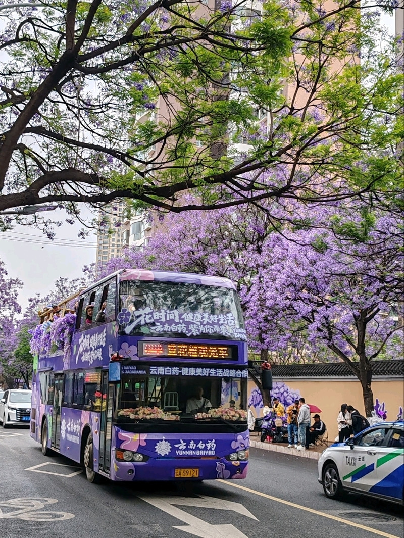 教場中路のジャカランダの紫色の花の海に染まって。 | Trip.com 昆明