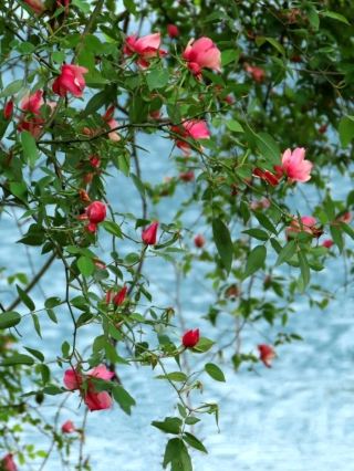 🌹🍃 Wild Single-Petal Roses in Fujiang Grand Canyon — Nature's Original Masterpiece