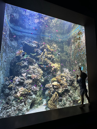 A Bucket List Destination Right Here in Singapore 🐋🌊