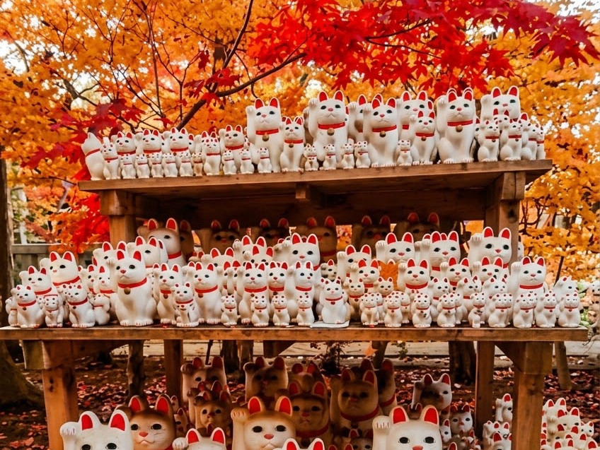 Whispering Maples Among Beckoning Ceramic Cats | Trip.com Tokyo