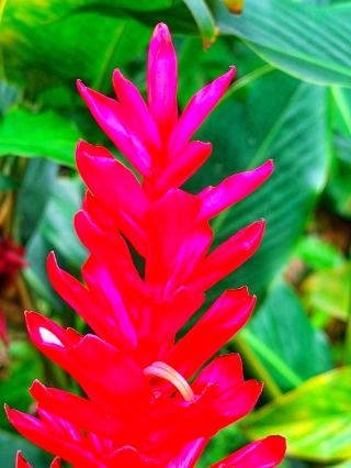 🌺🌿 A Tropical Paradise in Fall: Discover Hawaiʻi Tropical Botanical Garden 🌊