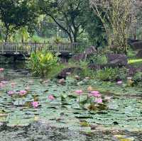 Morning walk in Bishan/Ang Mo Kio Park