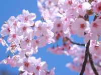 【🌸桜スポット🌸】長野県上田市 上田城🏯