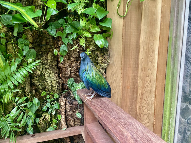 ✨🦜我在紐約中央公園動物園觀雀的樂趣✨