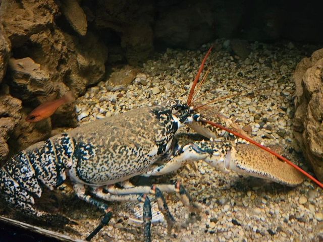 Corfu Aquarium 🐟🐠🐬