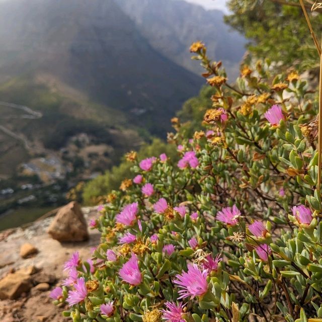 Lion's Head trail Cape Town