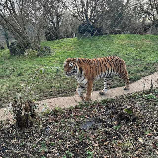 Marwell Zoo 🐘🦒