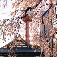 🌸 Cherry blossom at Tokyo Tower 🌸