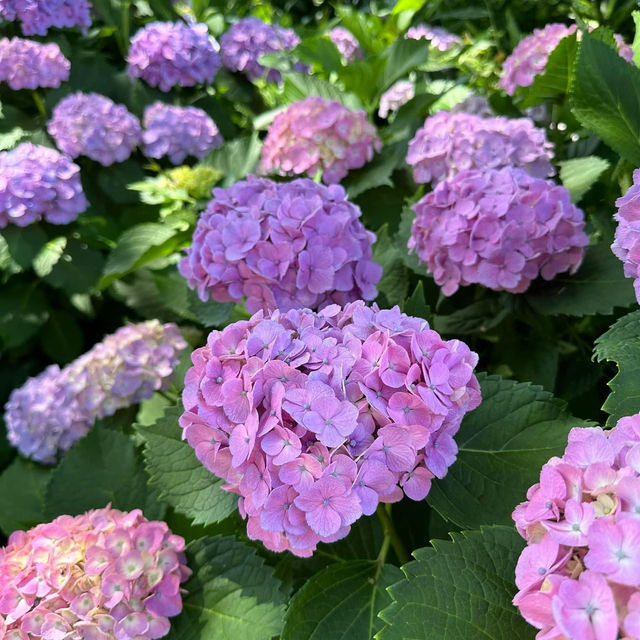 Yokohama English Garden 🪴 🇯🇵 