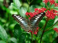 Bangkok Butterfly garden 🪴 
