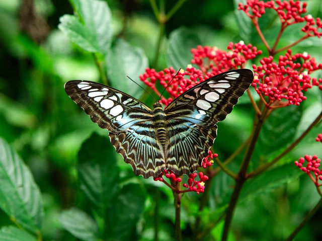 Bangkok Butterfly garden 🪴 